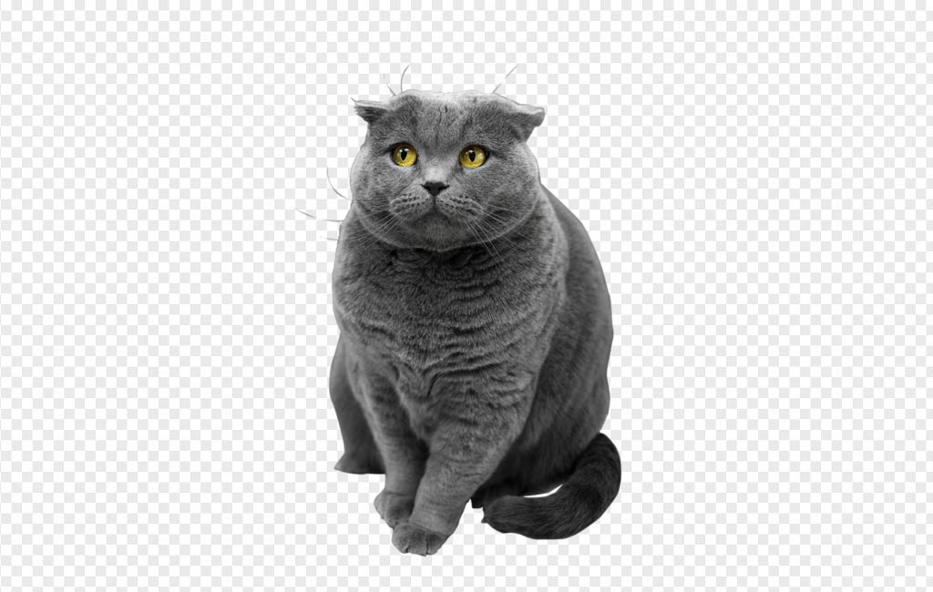 Detail Gray Cat Png Nomer 48