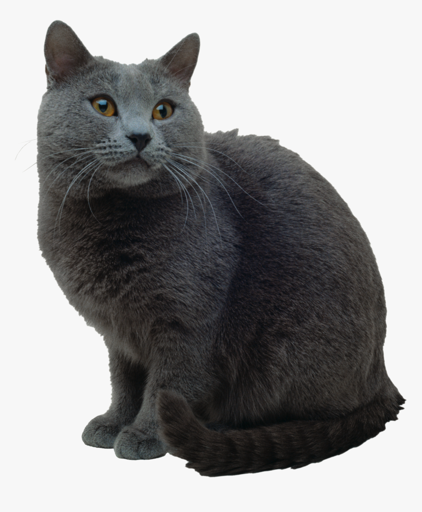 Detail Gray Cat Png Nomer 7