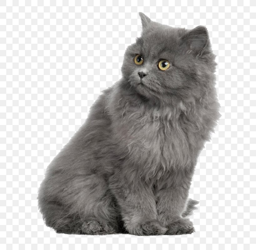 Detail Gray Cat Png Nomer 9