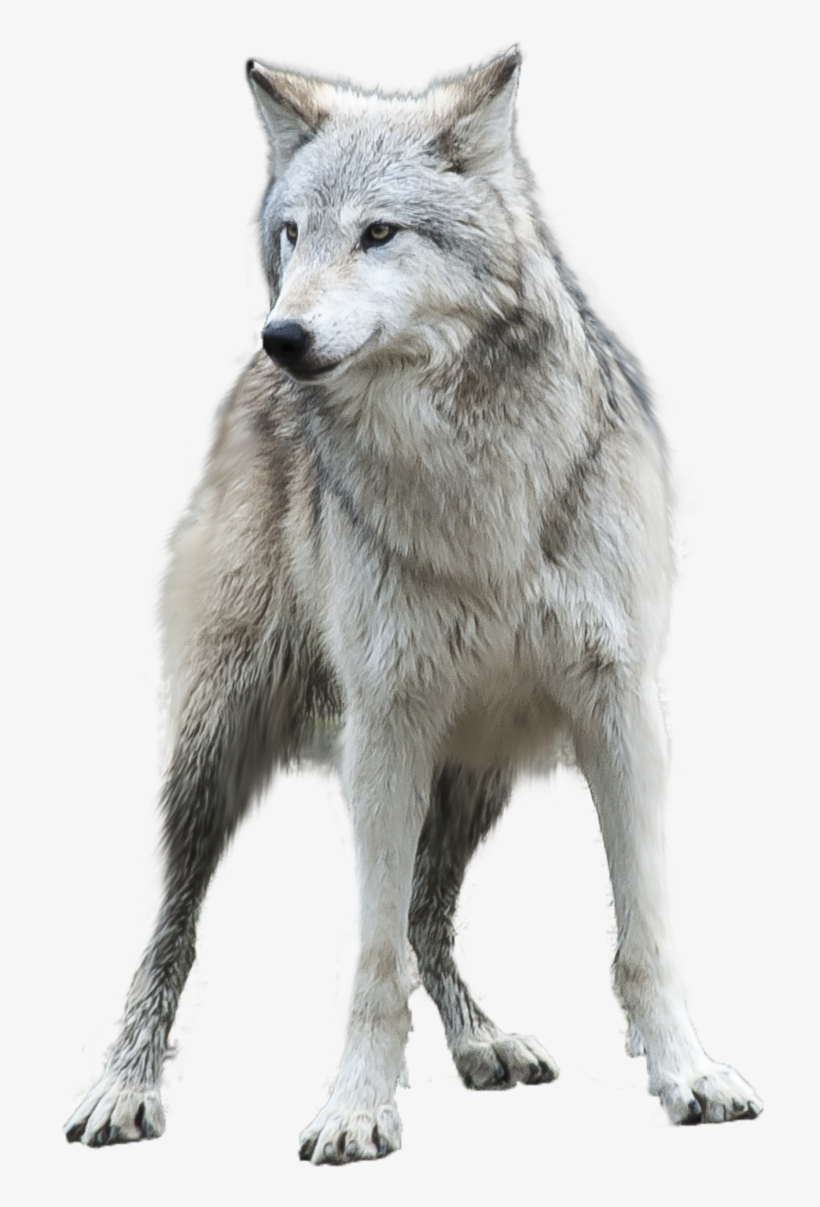 Detail Gray Wolf Png Nomer 2
