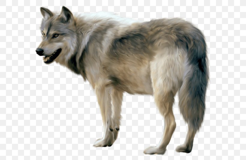Detail Gray Wolf Png Nomer 9