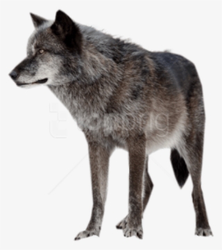 Detail Gray Wolf Png Nomer 10