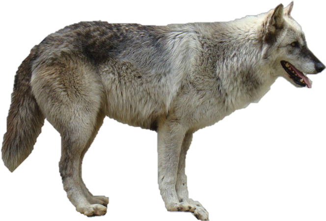 Detail Gray Wolf Png Nomer 11