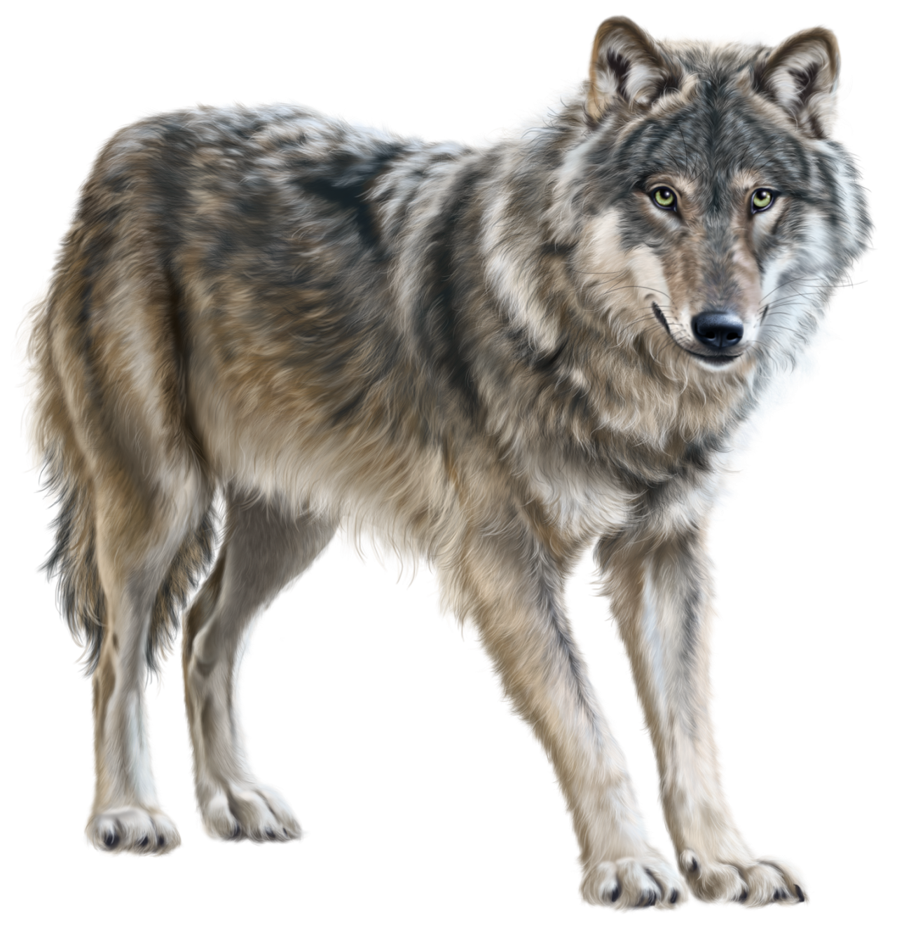 Detail Gray Wolf Png Nomer 13