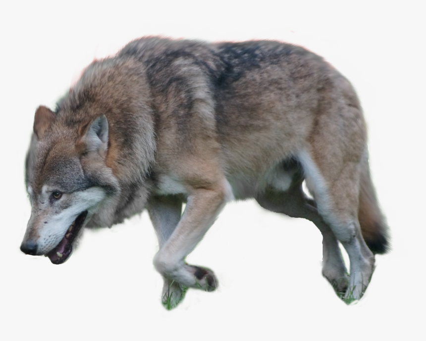 Detail Gray Wolf Png Nomer 18
