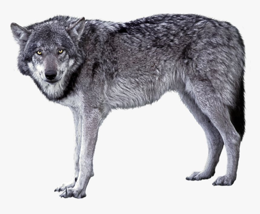 Detail Gray Wolf Png Nomer 3