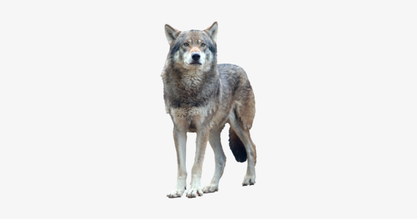 Detail Gray Wolf Png Nomer 23