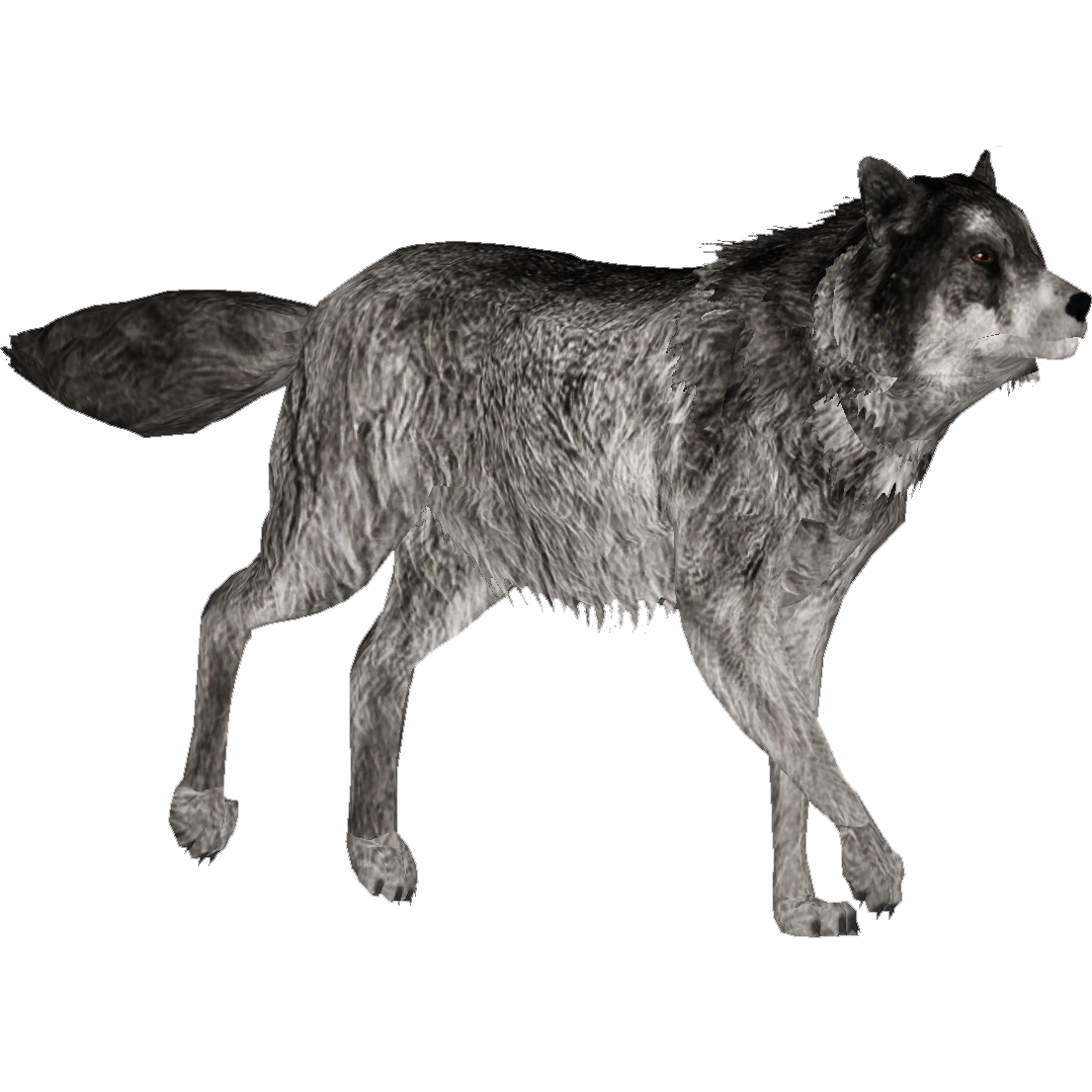 Detail Gray Wolf Png Nomer 25