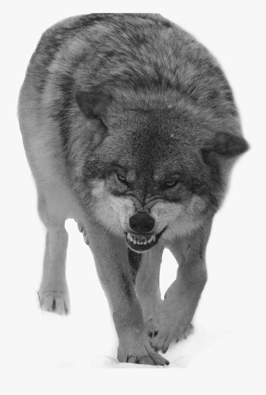 Detail Gray Wolf Png Nomer 26