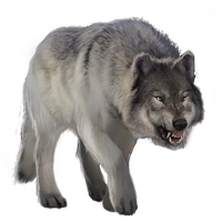 Detail Gray Wolf Png Nomer 27