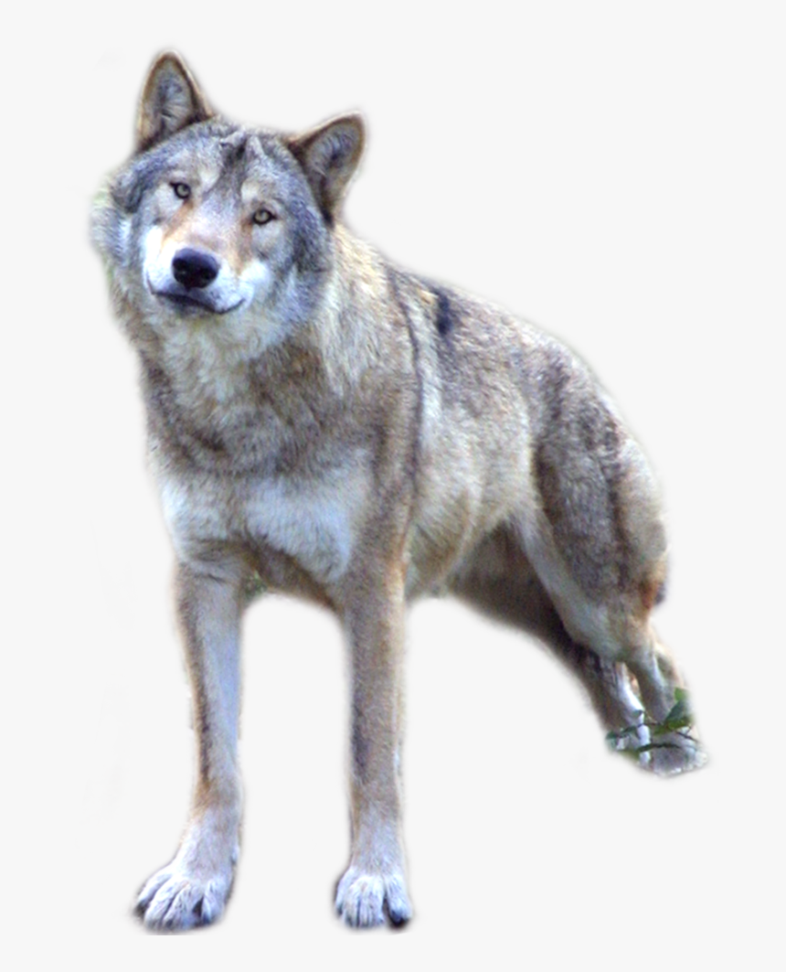 Detail Gray Wolf Png Nomer 4