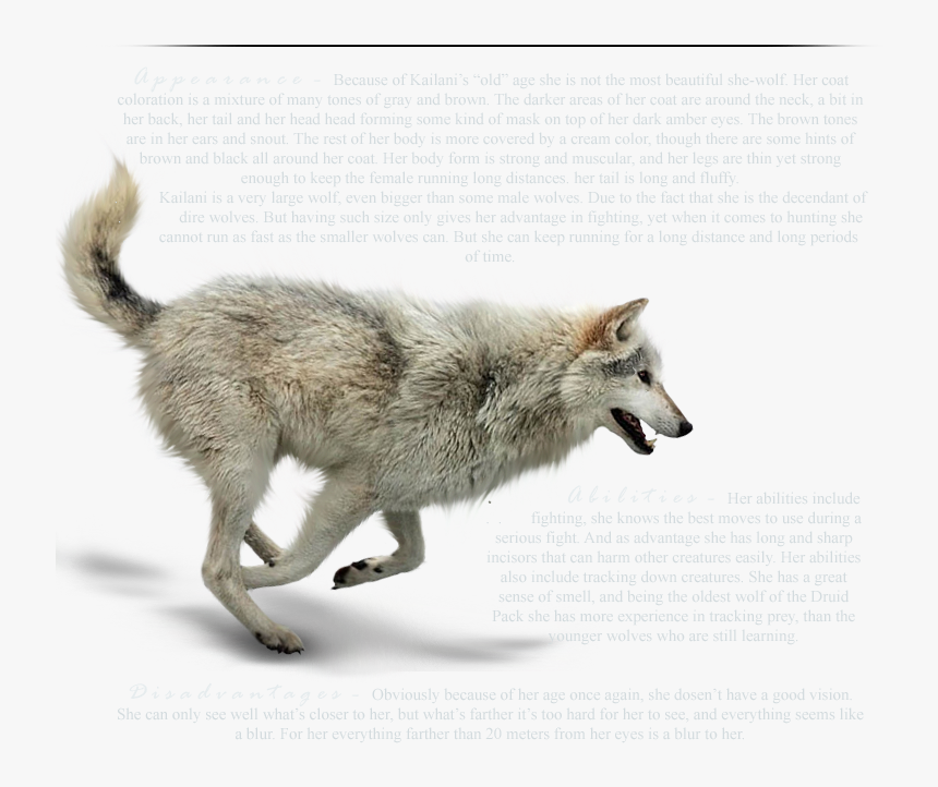 Detail Gray Wolf Png Nomer 33