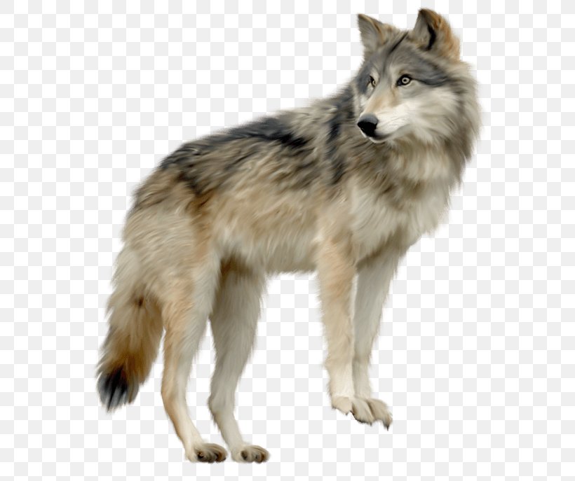 Detail Gray Wolf Png Nomer 5