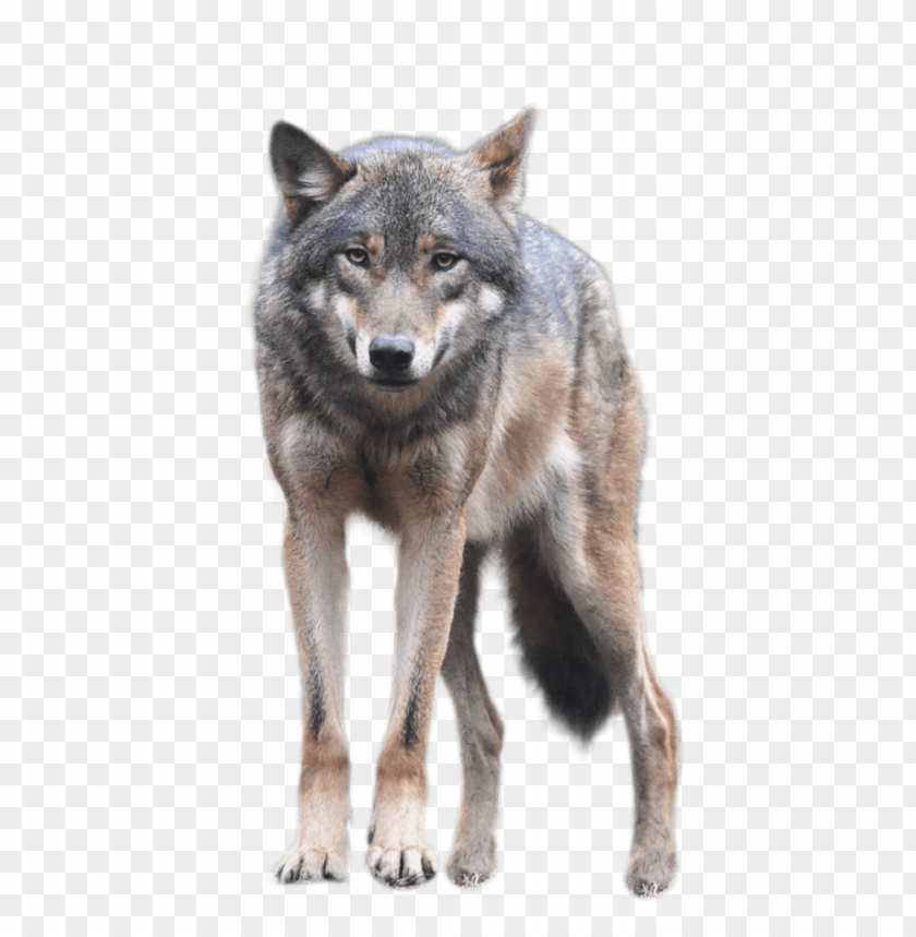 Detail Gray Wolf Png Nomer 38