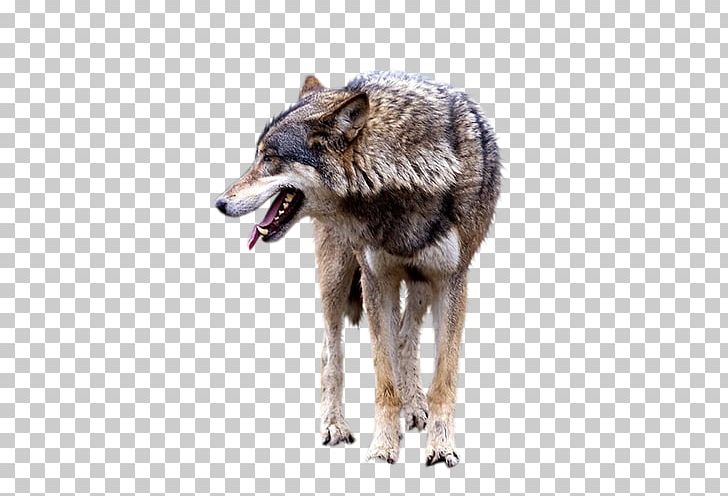 Detail Gray Wolf Png Nomer 50