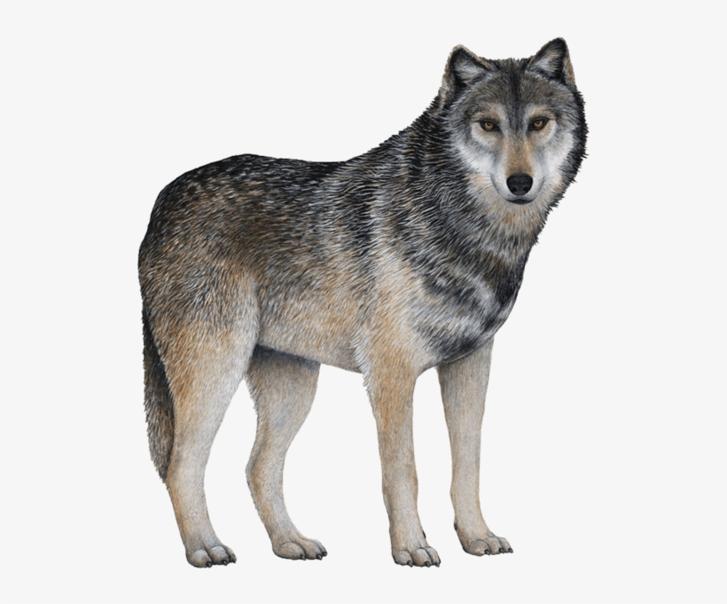 Detail Gray Wolf Png Nomer 8