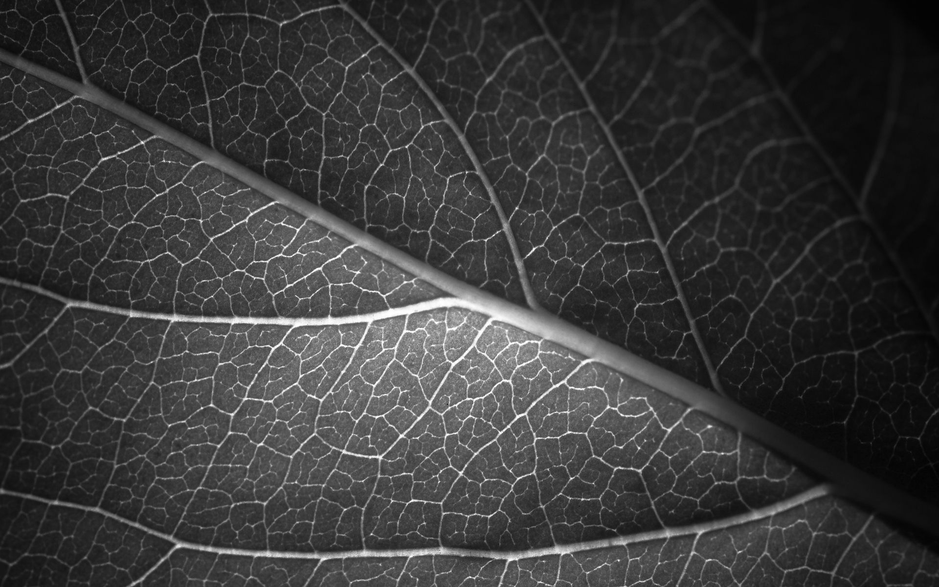 Detail Grayscale Wallpaper Hd Nomer 3