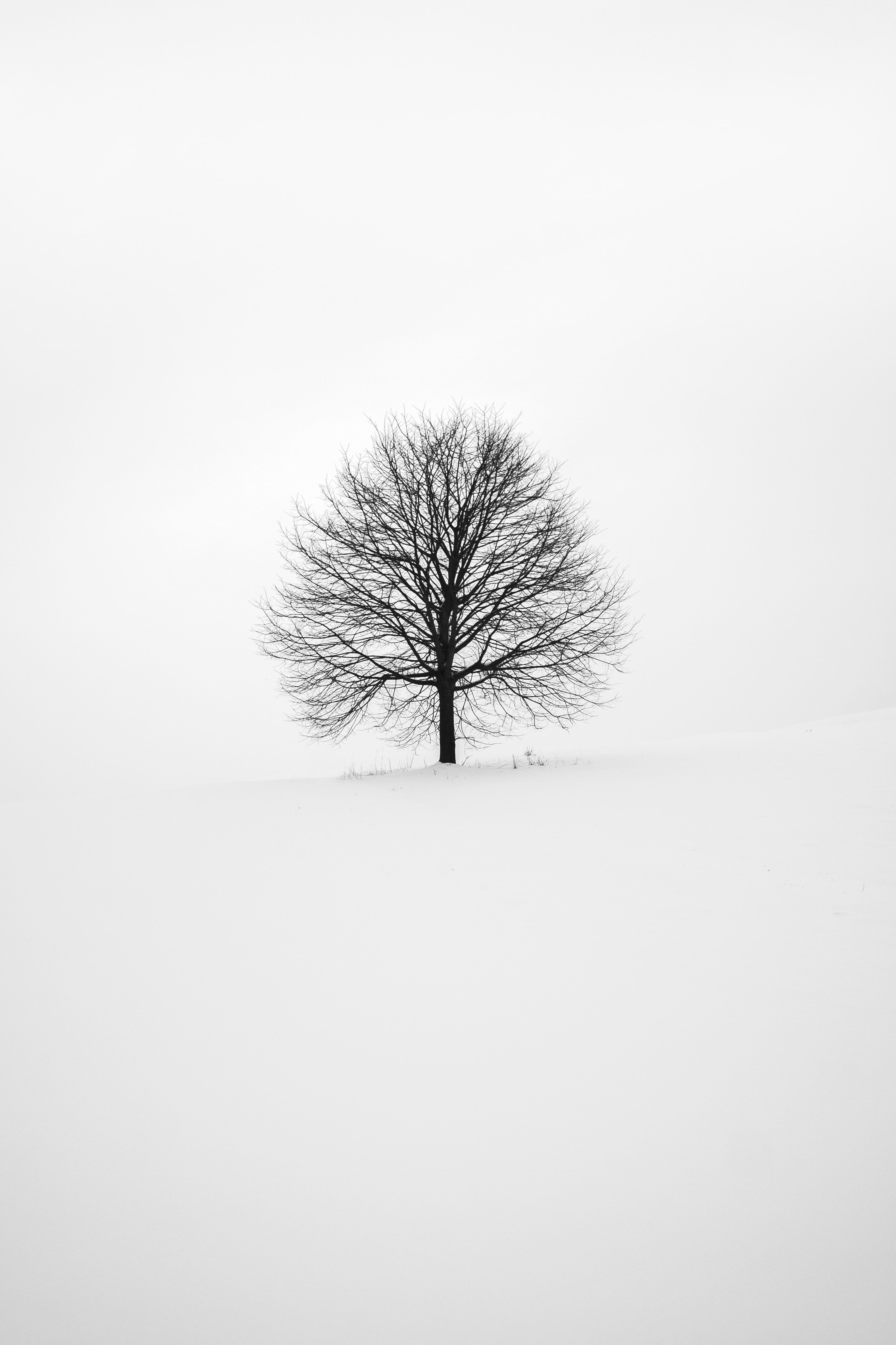 Detail Grayscale Wallpaper Hd Nomer 50