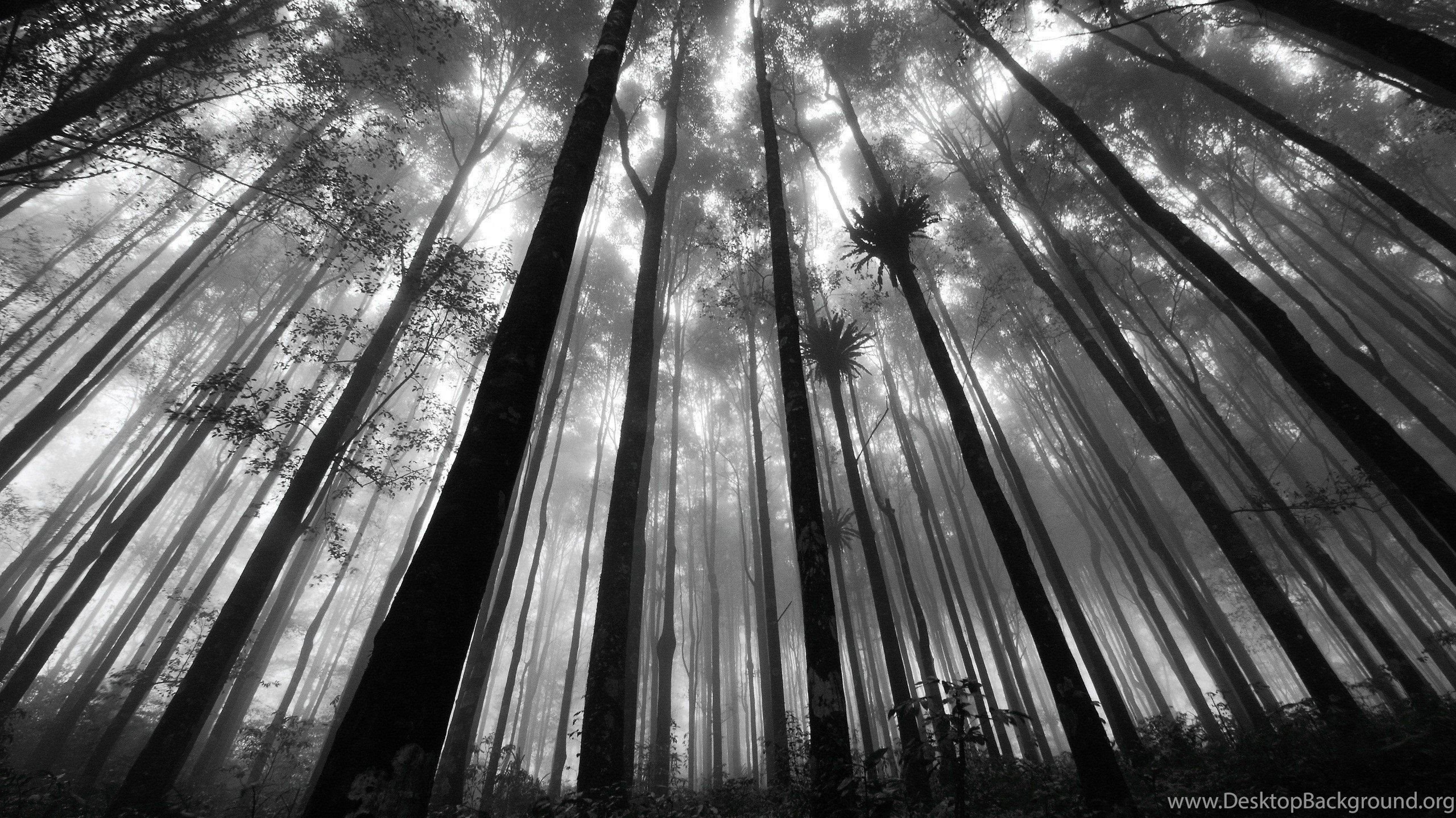 Detail Grayscale Wallpaper Hd Nomer 52