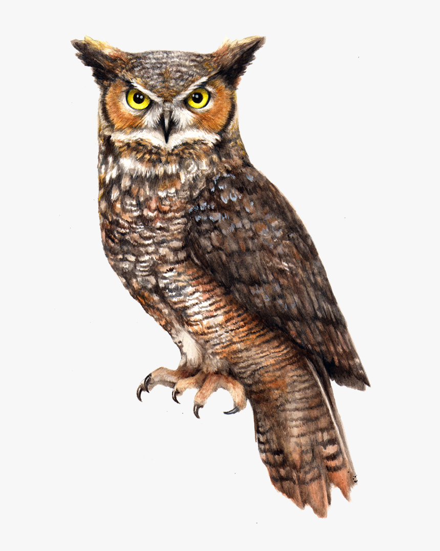 Great Horned Owl Png - KibrisPDR