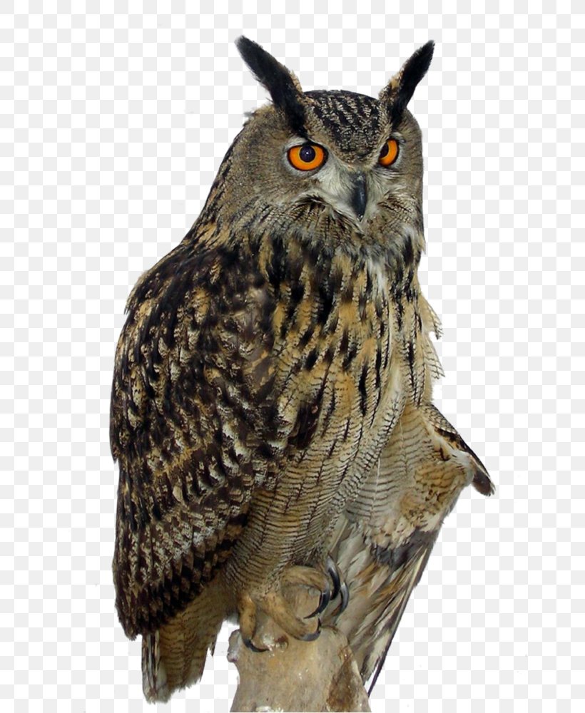 Detail Great Horned Owl Png Nomer 12