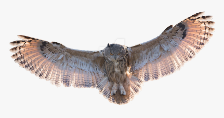 Detail Great Horned Owl Png Nomer 23