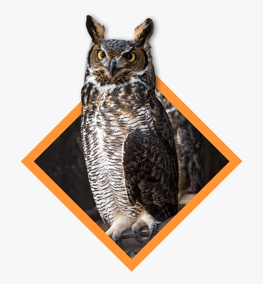 Detail Great Horned Owl Png Nomer 27