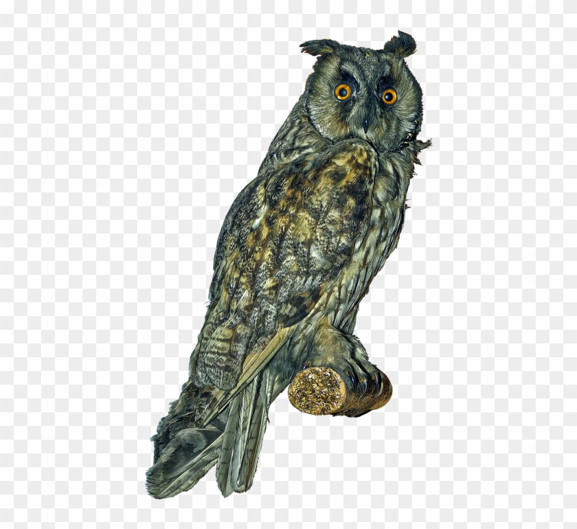 Detail Great Horned Owl Png Nomer 37