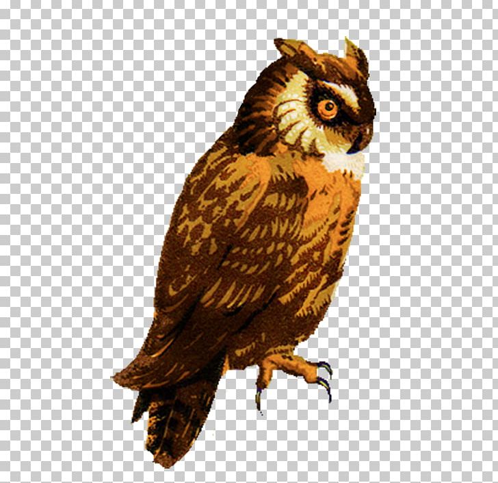 Detail Great Horned Owl Png Nomer 41