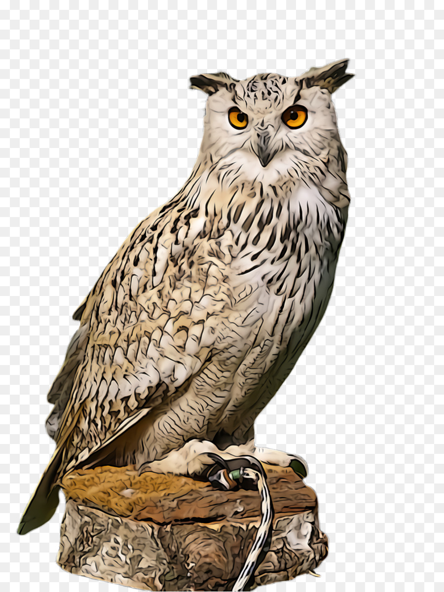 Detail Great Horned Owl Png Nomer 45