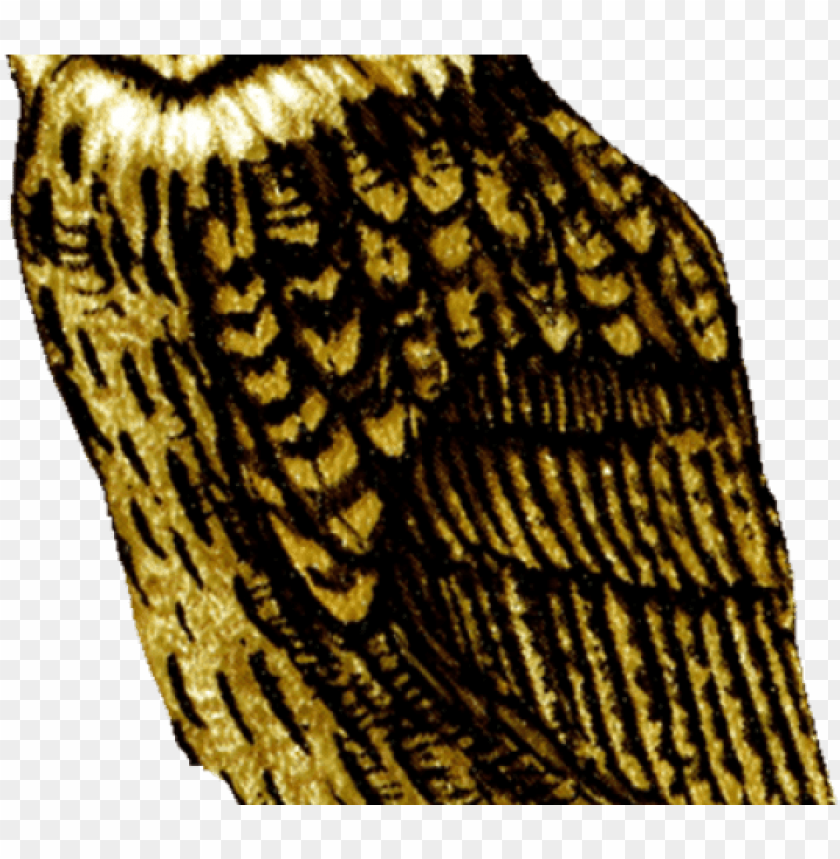 Detail Great Horned Owl Png Nomer 46