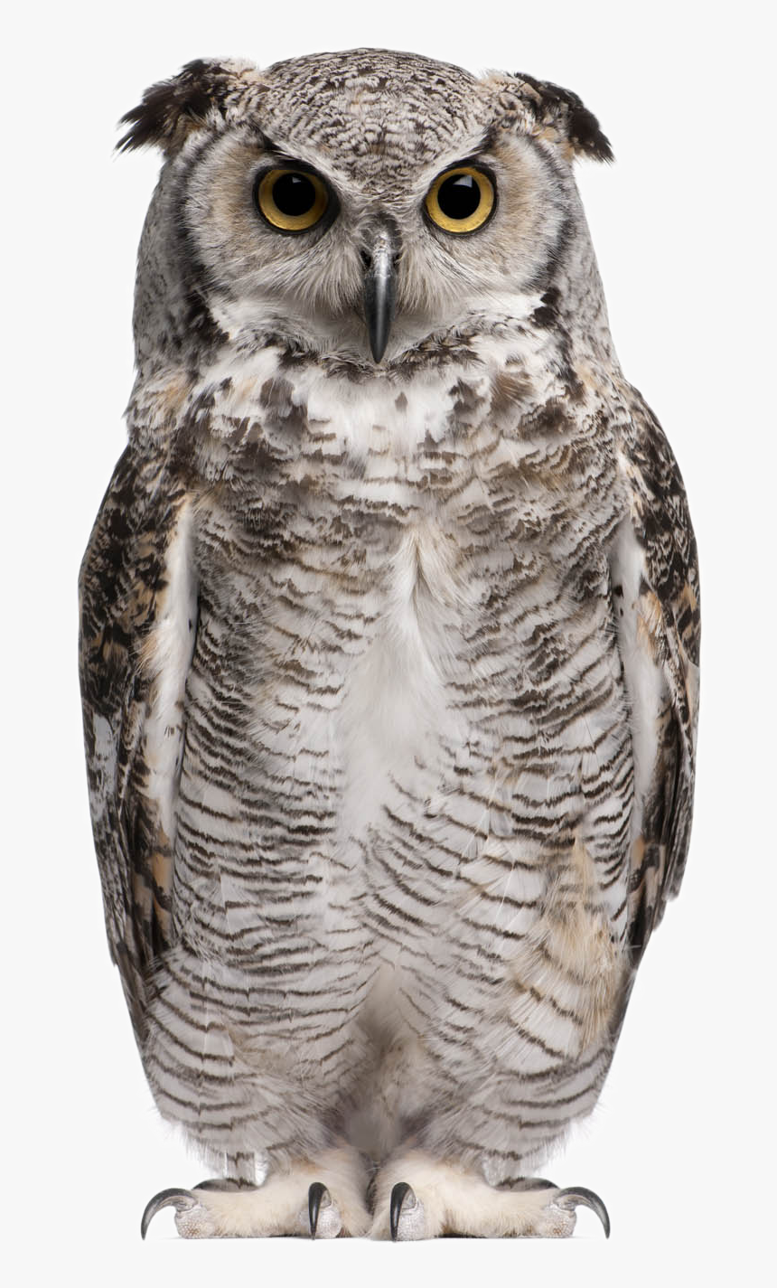 Detail Great Horned Owl Png Nomer 6