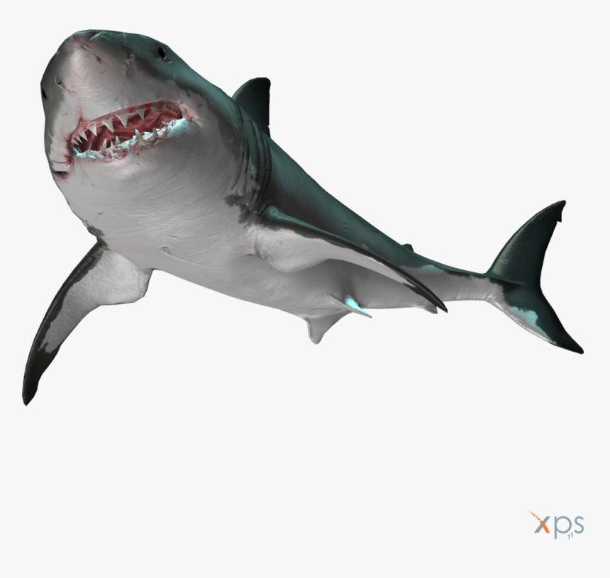 Detail Great White Png Nomer 2