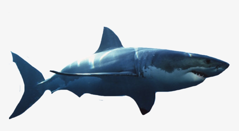 Detail Great White Png Nomer 13