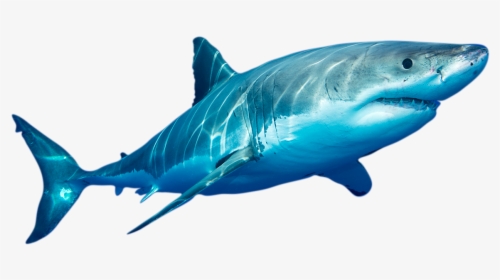 Detail Great White Png Nomer 27