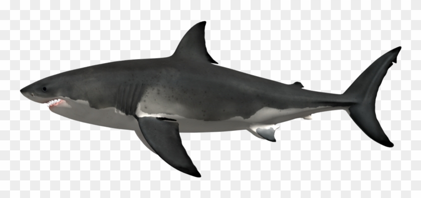 Detail Great White Png Nomer 4