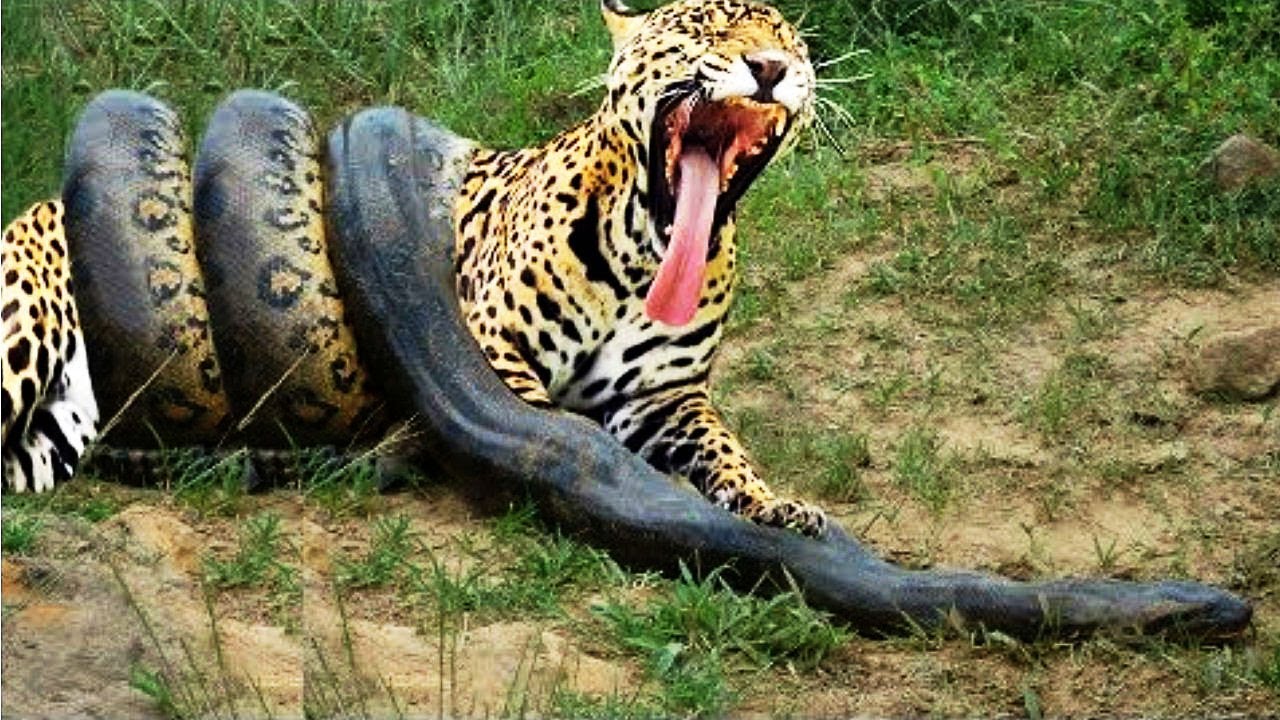 Detail Green Anaconda Vs Jaguar Nomer 46