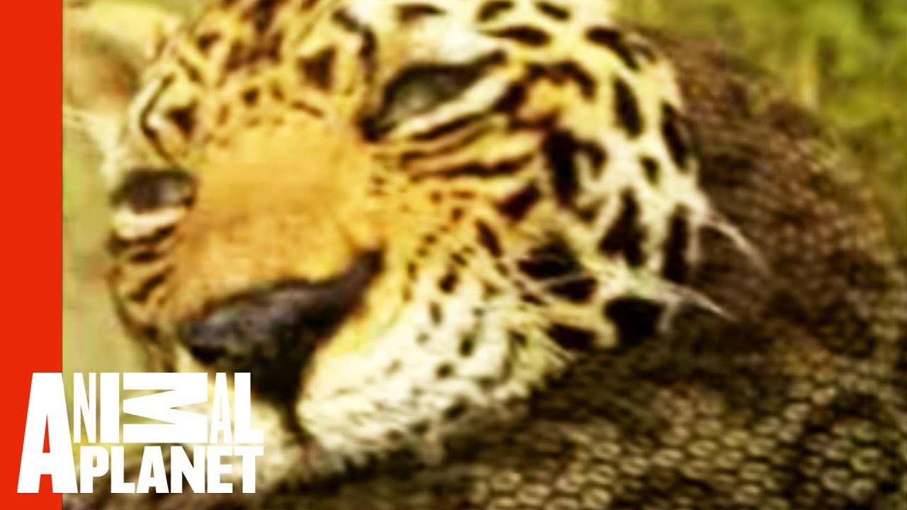 Detail Green Anaconda Vs Jaguar Nomer 6
