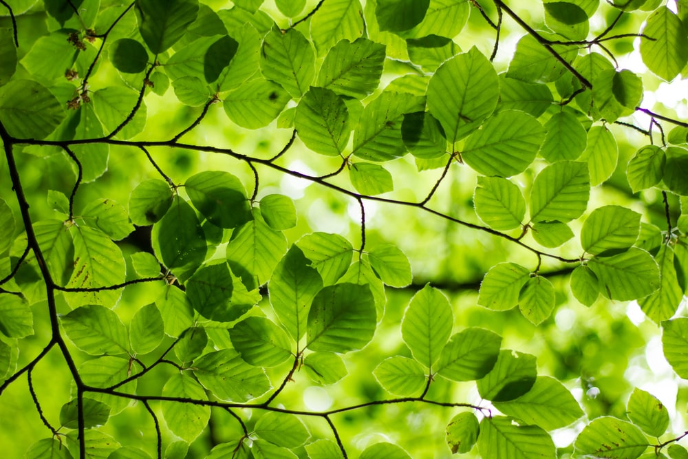 Detail Green Background Hd Nomer 33