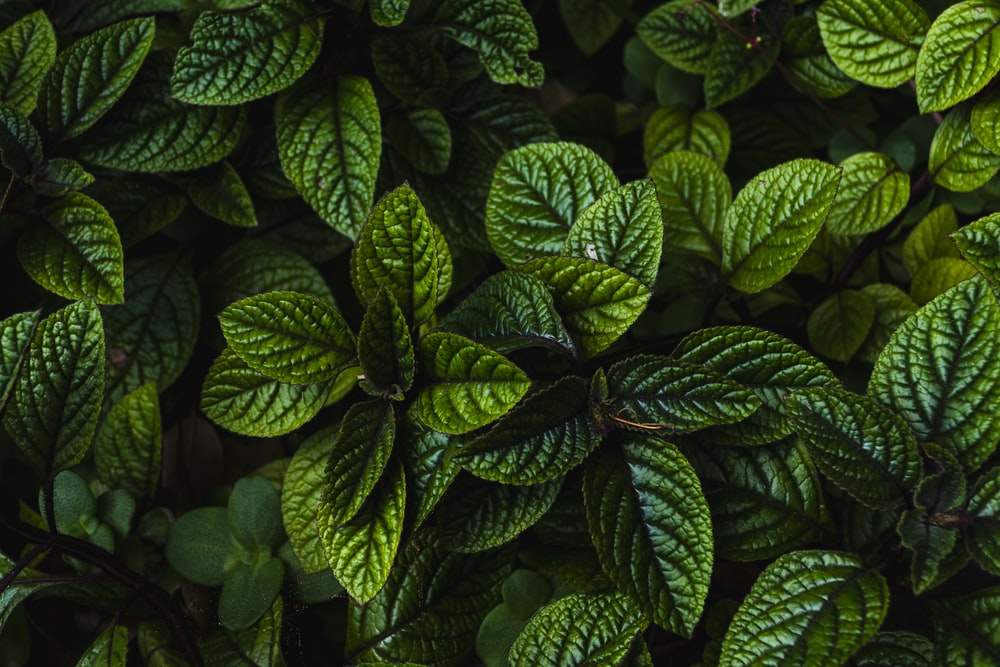 Detail Green Background Hd Nomer 39
