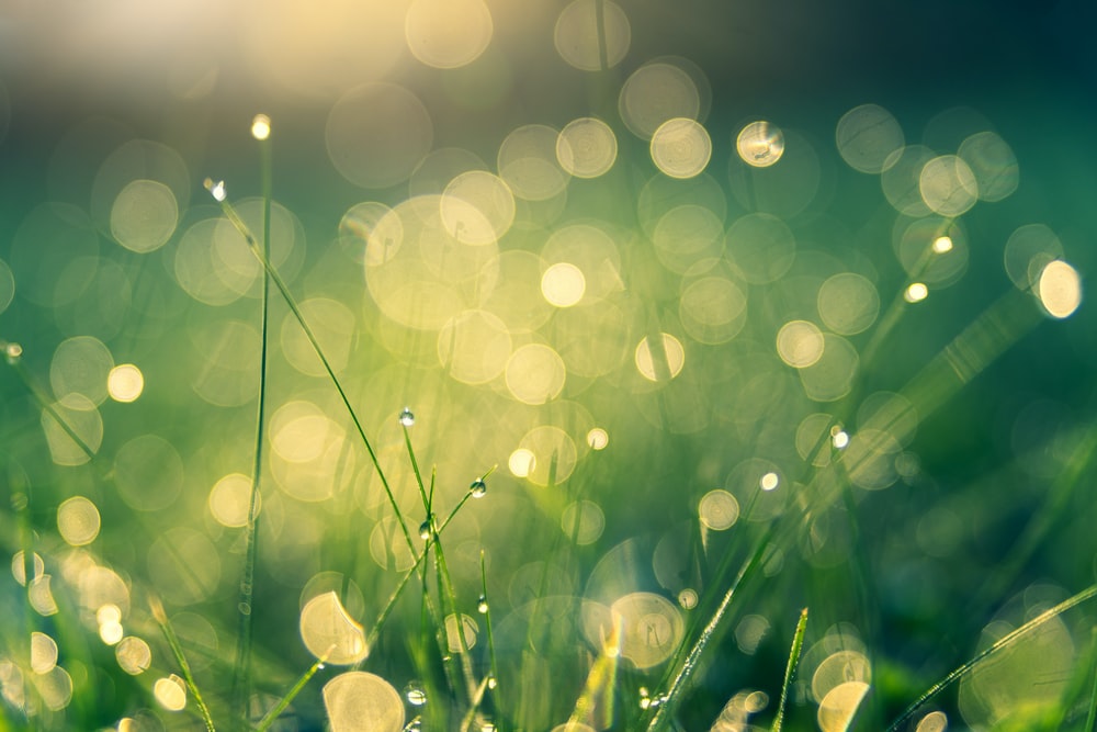 Detail Green Background Wallpaper Nomer 8
