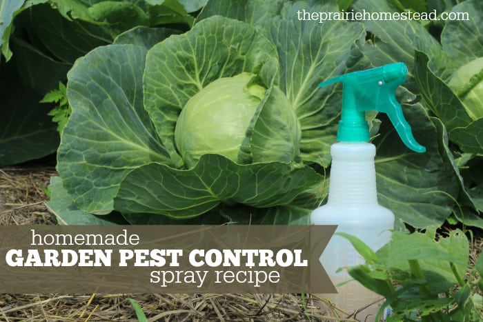 Detail Green Bean Bed Bug Killer Nomer 37
