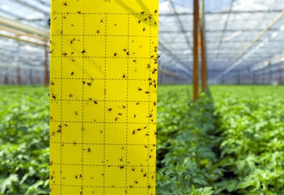 Detail Green Bean Bed Bug Killer Nomer 42