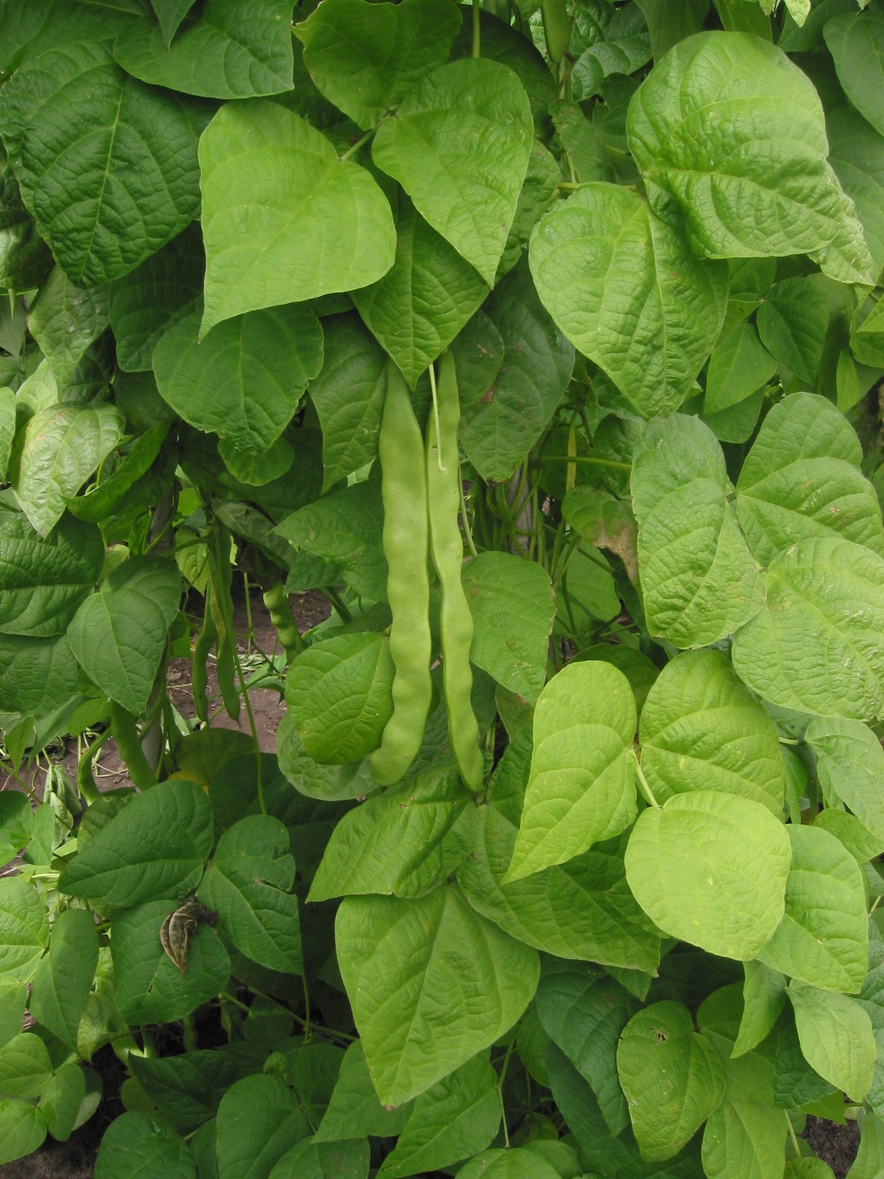 Detail Green Bean Bed Bug Killer Nomer 43
