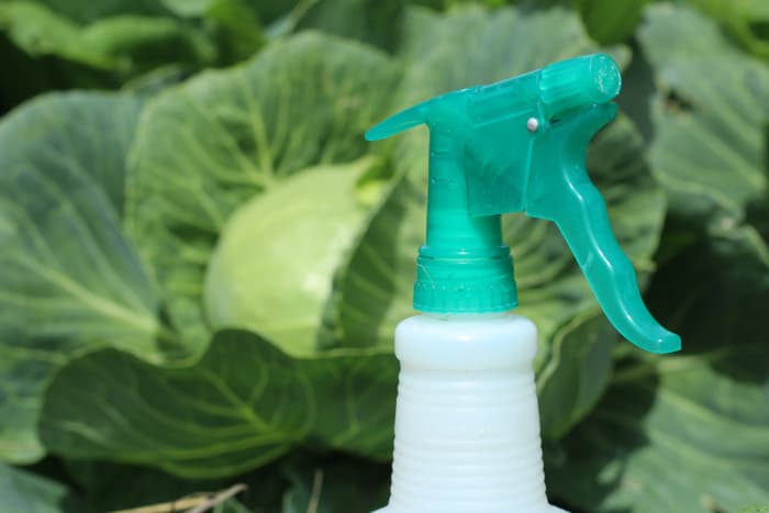 Detail Green Bean Bed Bug Killer Nomer 46