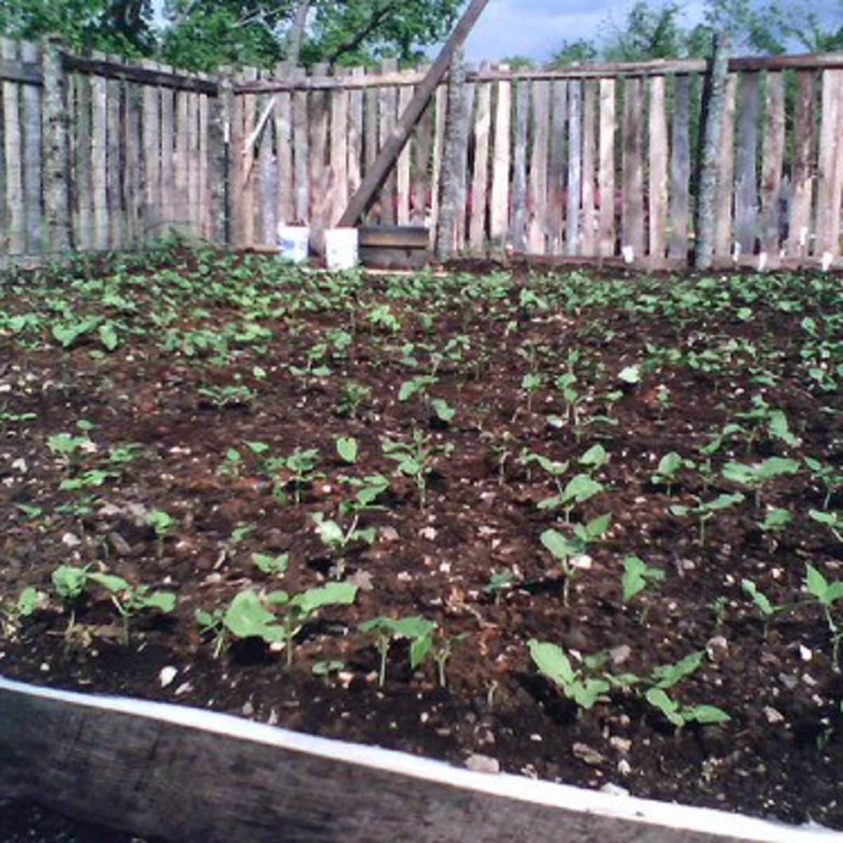 Detail Green Bean Bed Bug Killer Nomer 47