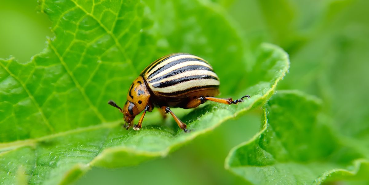 Detail Green Bean Bed Bug Killer Nomer 51