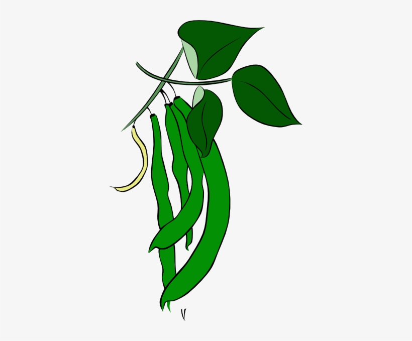 Detail Green Bean Clip Art Nomer 18