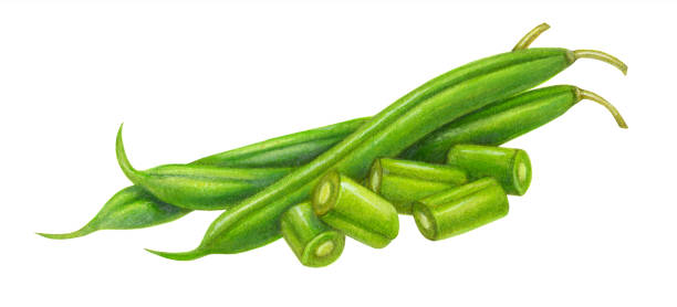 Detail Green Bean Clip Art Nomer 8