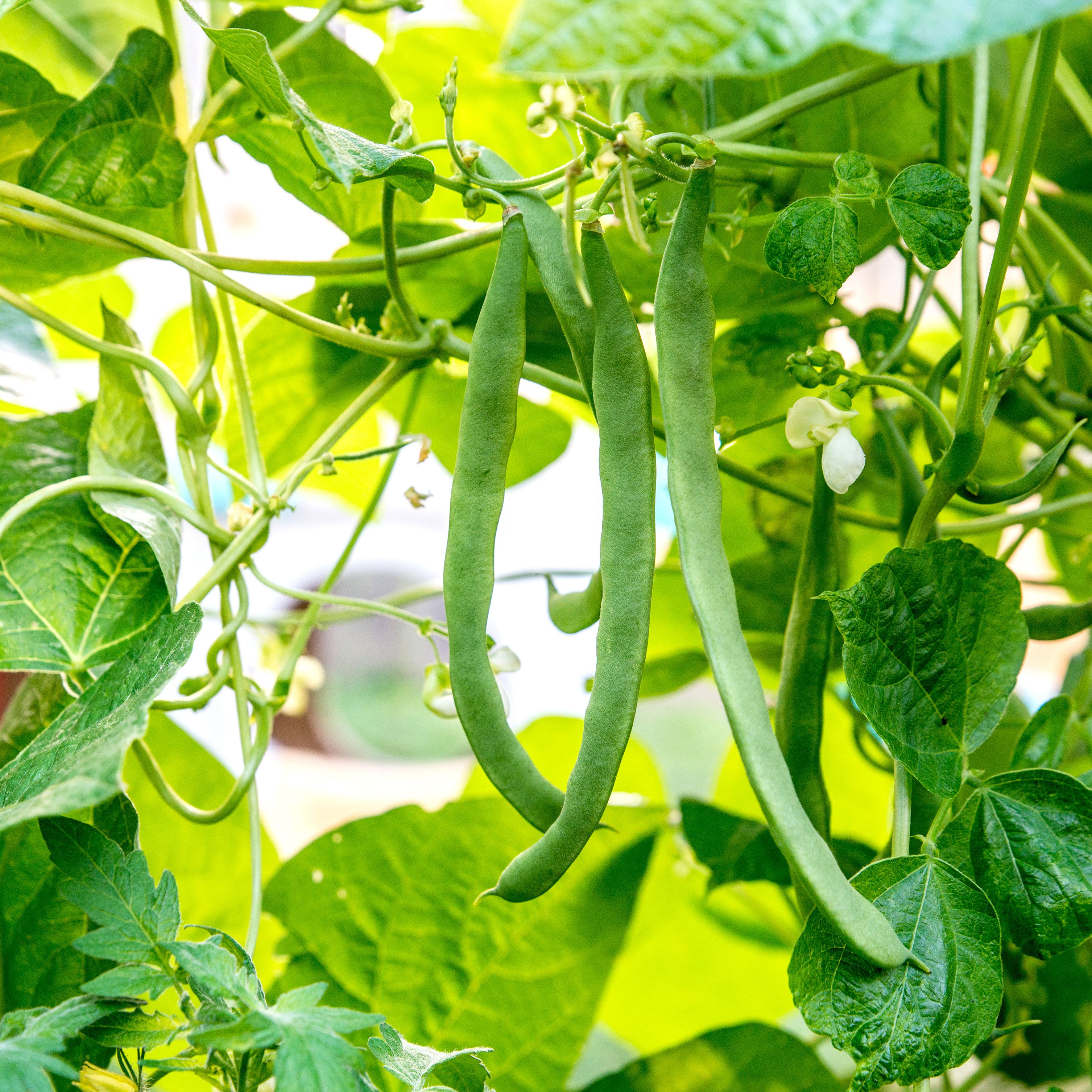 Detail Green Bean Image Nomer 44